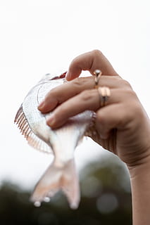 Silberfisch, menschliche Hand, Hand, menschliches Körperteil, eine Person, halten, Nahansicht, drinnen, weißer Hintergrund, Körperteil, Studioaufnahme, Frau, Erwachsene, Finger, menschlicher Finger, selektiver Fokus, Fokus auf den Vordergrund, echte Menschen, berühren, menschliches Glied, schöne Frau, 5K, CC0, gemeinfrei, lizenzfrei