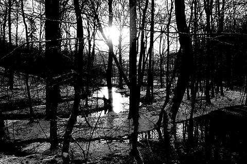 Dinamarca, aarhus, bosc, arbre, aigua, sol, planta, tranquil·litat, terra, cap gent, tronc, tronc de l'arbre, naturalesa, escena tranquil·la, bellesa a la natura, silueta, creixement, escenics - natura, dia, escena no urbana, llum solar, cel, a l'aire lliure, 4K, CC0, domini públic, lliure de regalies