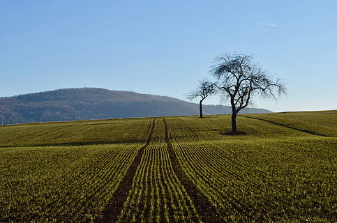 frugttræer, Mark, landskab, træer, landbrug, himmel, dyrkbar, agerjord, bakke, grøn, landdistrikterne, jord, plante, træ, landlige scene, miljø, scenics - natur, rolig scene, ro, skønhed i naturen, natur, vækst, gård, ingen mennesker, bare træ, dag, afgrøde, udendørs, 4K, CC0, offentligt domæne, royaltyfrie