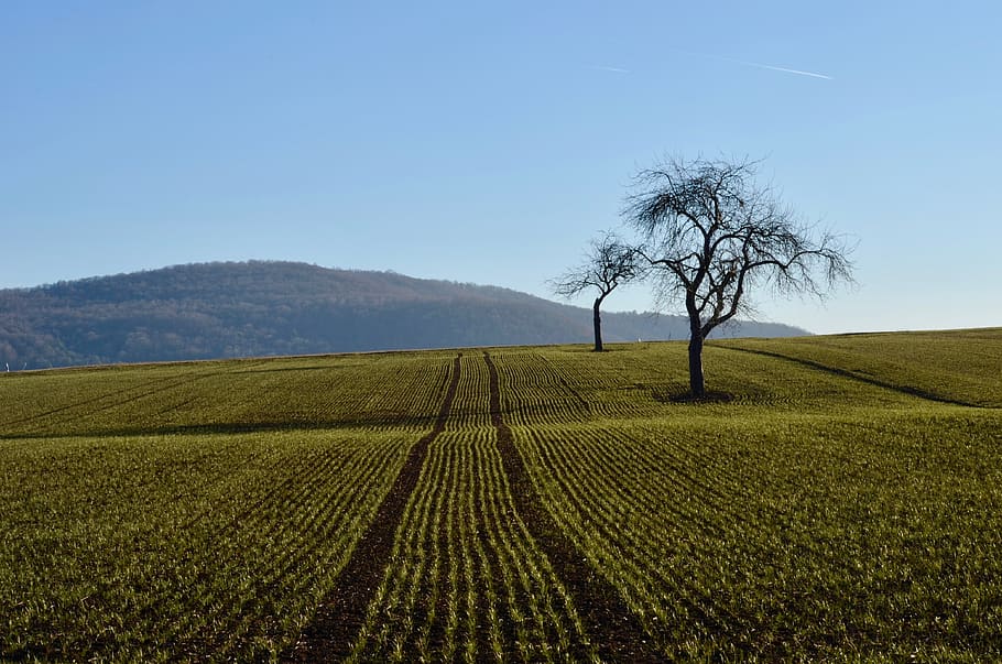 frugttræer, Mark, landskab, træer, landbrug, himmel, dyrkbar, agerjord, bakke, grøn, landdistrikterne, jord, plante, træ, landlige scene, miljø, scenics - natur, rolig scene, ro, skønhed i naturen, natur, vækst, gård, ingen mennesker, bare træ, dag, afgrøde, udendørs, 4K