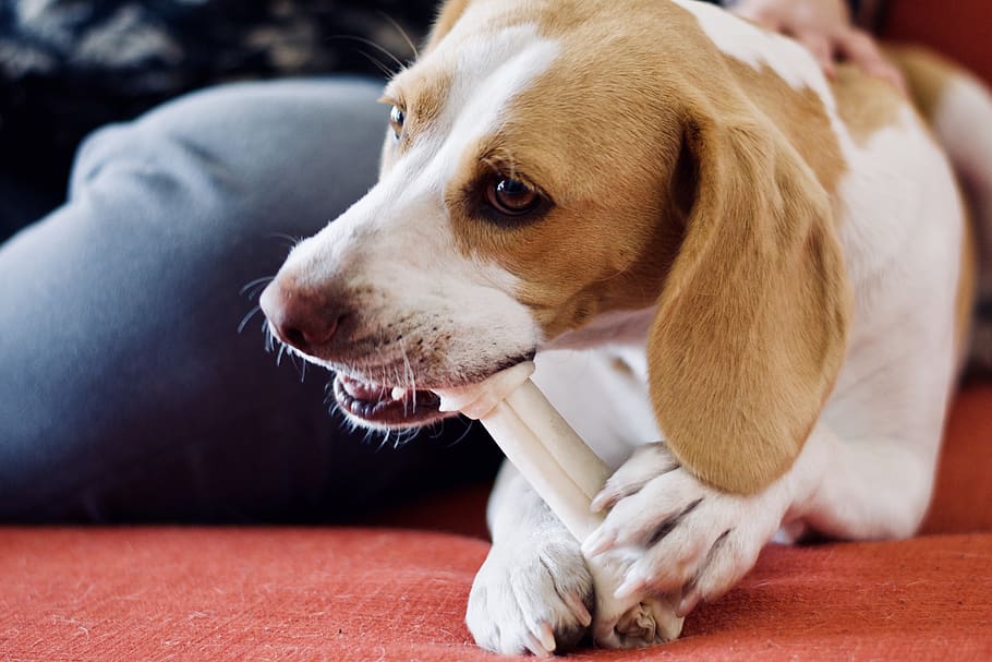 Hund frisst Knochen, Hund, Säugetier, Eckzahn, ein Tier, Haustiere, inländisch, Wirbeltier, Nahansicht, suchen, Wegschauen, Fokus auf den Vordergrund, drinnen, Entspannung, Sitzung, menschliches Körperteil, Menschen, Jeans, 5K