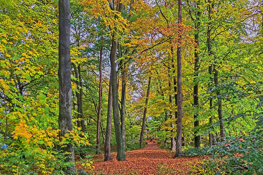 bosc de tardor, camí forestal, rang dinàmic alt, brillant, colorit, fullatge de tardor, humor, senderisme, passeig marítim, idil·li, bosc mixt, atmosfera, arbres, arbre, planta, tardor, bellesa a la natura, terra, bosc, canvi, creixement, tranquil·litat, escena tranquil·la, escenics - natura, naturalesa, dia, escena no urbana, cap gent, tronc, groc, tronc de l'arbre, idíl·lic, a l'aire lliure, col·lecció de tardor, caure, 2K