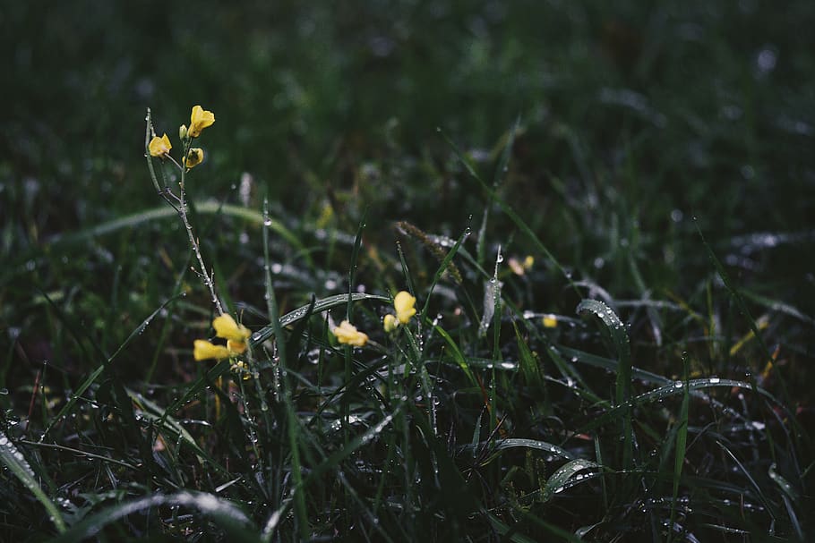 floare, fundal, tapet, VSCO, toamnă, ploaie, apă, picătură de apă, picătură de ploaie, frunze, iarbă, plantă, creştere, galben, camp, teren, planta cu flori, frumusețe în natură, fragilitate, natură, vulnerabilitate, a închide, selectiv, zi, prospeţime, nici o persoana, să se concentreze asupra primelor elemente, în aer liber, Culoarea verde, cap de floare, fir de iarbă, 5K