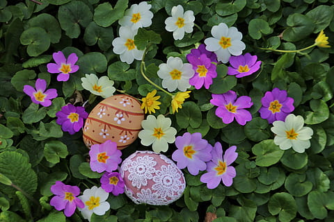 Pasqua, uova di Pasqua, prymule, uovo, primula, fogliame, viola, primavera, decorazione di Pasqua, colorato, presto, naturale, giardino, l'ambiente, flora, fresco, petalo, fioritura, prati, nell'ombra, pianta, stagione, ramo, floreale, biglietto di auguri di musica, pianta fiorita, fiore, freschezza, natura, crescita, vulnerabilità, fragilità, bellezza nella natura, infiorescenza, nessuno, testa di fiore, vista dall'alto, avvicinamento, giorno, colore verde, foglia, parte vegetale, colore rosa, all'aperto, motivo floreale, 5K, CC0, dominio pubblico, privo di copyright