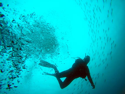 foto buzo negro, submarino, agua, nadando, animal, temas de animales, mar, vertebrado, pez, animales en la naturaleza, fauna animal, naturaleza, vida marina, un animal, una persona, longitud total, marina, aventuras, submarinismo, color turquesa, escuela de peces, 4K, CC0, dominio público, libre de derechos