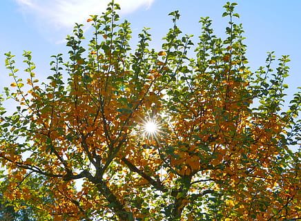 autmn, tree, sun, sky, plant, sunlight, low angle view, beauty in nature, growth, nature, sunbeam, tranquility, day, lens flare, branch, no people, sunny, outdoors, green color, tranquil scene, scenics - nature, streaming, bright, tree canopy, solar flare, 4K, CC0, public domain, royalty free
