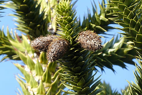 pinecone, vaisiai, apdaila, spygliuočių, daržovių, zaadkegels, medis, svarstyklės, augalų, augimą, žalia spalva, pobūdį, nėra žmonių, dieną, grožis gamtoje, Iš arti, saulės šviesa, sutelkti dėmesį į naujas žinias, lapai, žemas kampo vaizdas, šviežumas, augalų dalis, dangus, lauke, atrankinis dėmesys, ramybė, spygliuotas, spygliuočių medis, pušies, adatos augalų dalis, pikantiškas, 2K, CC0, Viešasis domenas, nemokamai