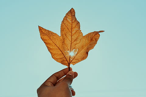persona, participación, marrón, hoja, hoja seca, mano, macro, arce, hoja de arce, mano humana, parte del cuerpo humano, una persona, parte de la planta, dedo, otoño, perspectiva personal, dedo humano, gente real, parte del cuerpo, naturaleza, cambio, de cerca, vena de la hoja, persona irreconocible, día, al aire libre, fondo azul, 5K, CC0, dominio público, libre de derechos