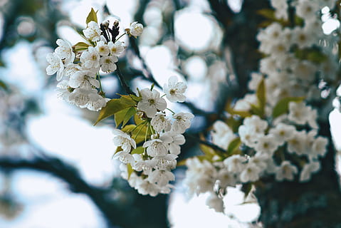 Österreich, Niederösterreich, Frühling, Baum, blühen, Natur, Blume, blühende Pflanze, Pflanze, Zerbrechlichkeit, Frische, Verletzlichkeit, Schönheit in der Natur, Wachstum, Nahansicht, weiße Farbe, Blütenblatt, Ast, Fokus auf den Vordergrund, Blütenkopf, Tag, Zweig, Kirschblüte, keine Leute, draußen, Kirschbaum, Pollen, Blumenstrauß, 5K, CC0, gemeinfrei, lizenzfrei