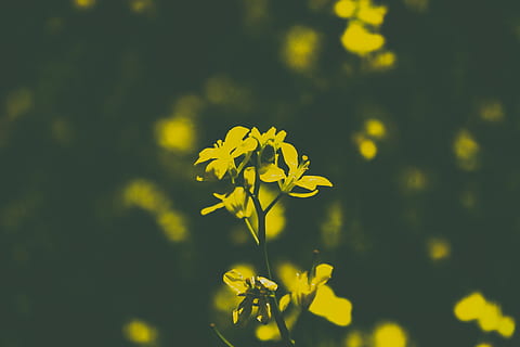 falme, skygge, mørk, mørke, gul, blomst, natur, blomstrende plante, skønhed i naturen, friskhed, plante, skrøbelighed, sårbarhed, vækst, tæt på, fokus på forgrunden, kronblad, ingen mennesker, dag, udendørs, blomsterstand, blomsterhoved, selektiv fokusering, forår, 5K, CC0, offentligt domæne, royaltyfrie