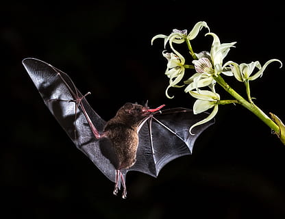 pipistrello marrone, fiore, pianta fiorita, animale, temi animali, pianta, un animale, fragilità, vulnerabilità, bellezza nella natura, uccello, volante, sfondo nero, natura, fauna selvatica, vertebrato, avvicinamento, animali allo stato selvatico, petalo, nessuno, testa di fiore, ala animale, 2K, CC0, dominio pubblico, privo di copyright