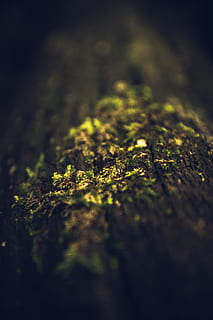 moss, tree trunk, selective focus, no people, plant, close-up, green color, growth, nature, wood - material, outdoors, textured, surface level, day, trunk, wood, extreme close-up, tree, rough, studio shot, 5K, CC0, public domain, royalty free