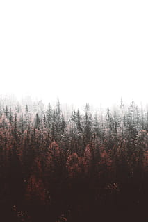 verzi de pin, pădure, copac, pin, alb, decolorare, aburi, ceaţă, cețos, verde, lemn, aventură, călătorie, peisaj, natură, Joshua fuller, Italia, iarnă, frunze, de aur, baldachin, toamnă, în aer liber, scenics, sezon, frumusețe în natură, dimineaţă, Munte, fundaluri, lumina soarelui, Brad, scenă non-urbană, o scenă liniștită, cer, nici o persoana, ramură, galben, lumină - fenomen natural, apus de soare, rural, conifer, răsărit - zorii zilei, mediu inconjurator, soare, culoare portocalie, zi, molid, zori de zi, roșu, 5K, CC0, domeniu public, fără drepturi de autor
