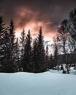Aussicht, Kiefern, Schneefeld, Wolken, kalt, Nadelbaum, Nadelholz, dunkle Wolken, Dämmerung, Dramatischer Himmel, Umgebung, Wald, zing, Frost, eisig, gefroren, Eis, Landschaft, Licht, Berg, Natur, Norwegen, szenisch, Jahreszeit, untergehende Sonne, Himmel, Schnee, schneebedeckt, Bäume, Wetter, Weiß, Winter, Winterlandschaft, Winter Wunderland, Holz, kalte Temperatur, Baum, Pflanze, Schönheit in der Natur, ruhige Szene, Ruhe, Szenen - Natur, wolke - himmel, Land, Nicht-städtische Szene, keine Leute, Sonnenuntergang, Abdeckung, Kiefer, schneebedeckter Berg, 4K