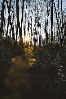 raggio di sole, penetrante, alberi, luce, bagliore, luce del sole, vegetazione, pianta, Portogallo, natura, all'aperto, albero, erba, terra, foresta, bosco, cielo, boschetto, costruzione, alloggiamento, Forrest, scenario, tramonto, la tranquillità, nessuno, bellezza nella natura, crescita, scena tranquilla, scenics - natura, tronco, tronco d'albero, scena non urbana, giorno, acqua, streaming, 5K, CC0, dominio pubblico, privo di copyright