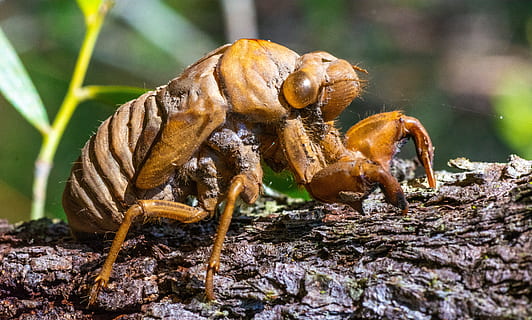 hmyz, makro, cicada shell, rostlina, Příroda, keř, Queensland, Austrálie, Chyba, oči, zvířat, zvíře, zvířata ve volné přírodě, bezobratlý, jednoho zvířete, detail, nikdo, zaměřit se na popředí, den, včela, venku, pevný, selektivní zaměření, zoologie, členovců, 5K, CC0, veřejná doména, bez autorských práv