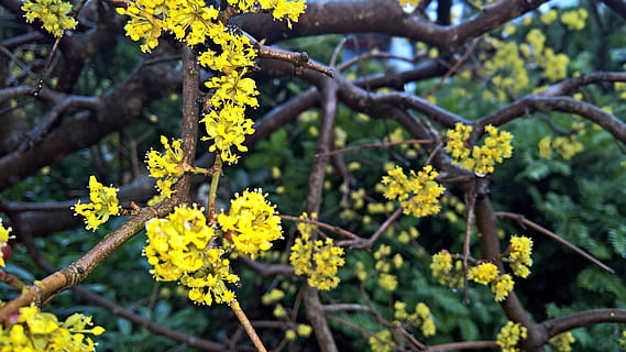 Blumen, Baum, Frühling, Geäst, Dolden, gelbe Blumen, Knospe, Frühblüher, Regentropfen, Natur, Pflanze, Wachstum, Blume, blühende Pflanze, Schönheit in der Natur, Frische, Gelb, Tag, Fokus auf den Vordergrund, Ast, keine Leute, Essen und Trinken, Botanik, Zerbrechlichkeit, draußen, Verletzlichkeit, Nahansicht, blühen, Blütenkopf, 5K, CC0, gemeinfrei, lizenzfrei