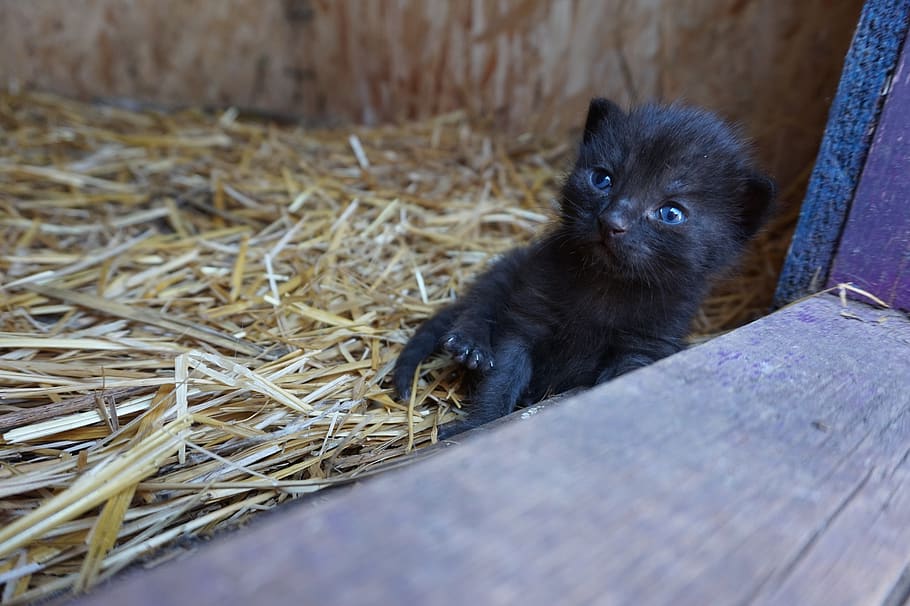 gat, gatet, bonic, kat, dolç, impressionant, fotografies, fotografia, imatges, desaprofitar, mew, meu, ulls, blau, orelles, negre, nas, temes d'animals, animal, mamífer, vertebrats, un animal, nacional, mascotes, fenc, animal jove, animals domèstics, material de fusta, cap gent, enfocament selectiu, dia, fauna animal, assegut, planta, relaxació, naturalesa, mirant cap a fora, 5K