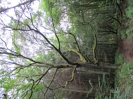 foresta da favola, sentiero, albero, pianta, foresta, tronco, crescita, tronco d'albero, terra, la tranquillità, natura, nessuno, giorno, bellezza nella natura, ramo, all'aperto, colore verde, scena tranquilla, Inquadratura dal basso, scena non urbana, scenics - natura, bosco, 5K, CC0, dominio pubblico, privo di copyright