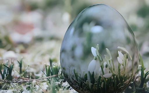 Ostern, Ei, Blumen, Frühling, Urlaub, Pflanze, Natur, Nahansicht, Land, Feld, Gras, Tag, selektiver Fokus, keine Leute, Ball, Wachstum, draußen, Fokus auf den Vordergrund, Kugel, Kristallkugel, Verletzlichkeit, grüne Farbe, Zerbrechlichkeit, einzelnes Objekt, Glas - Material, Oberflächenniveau, 1080P, CC0, gemeinfrei, lizenzfrei