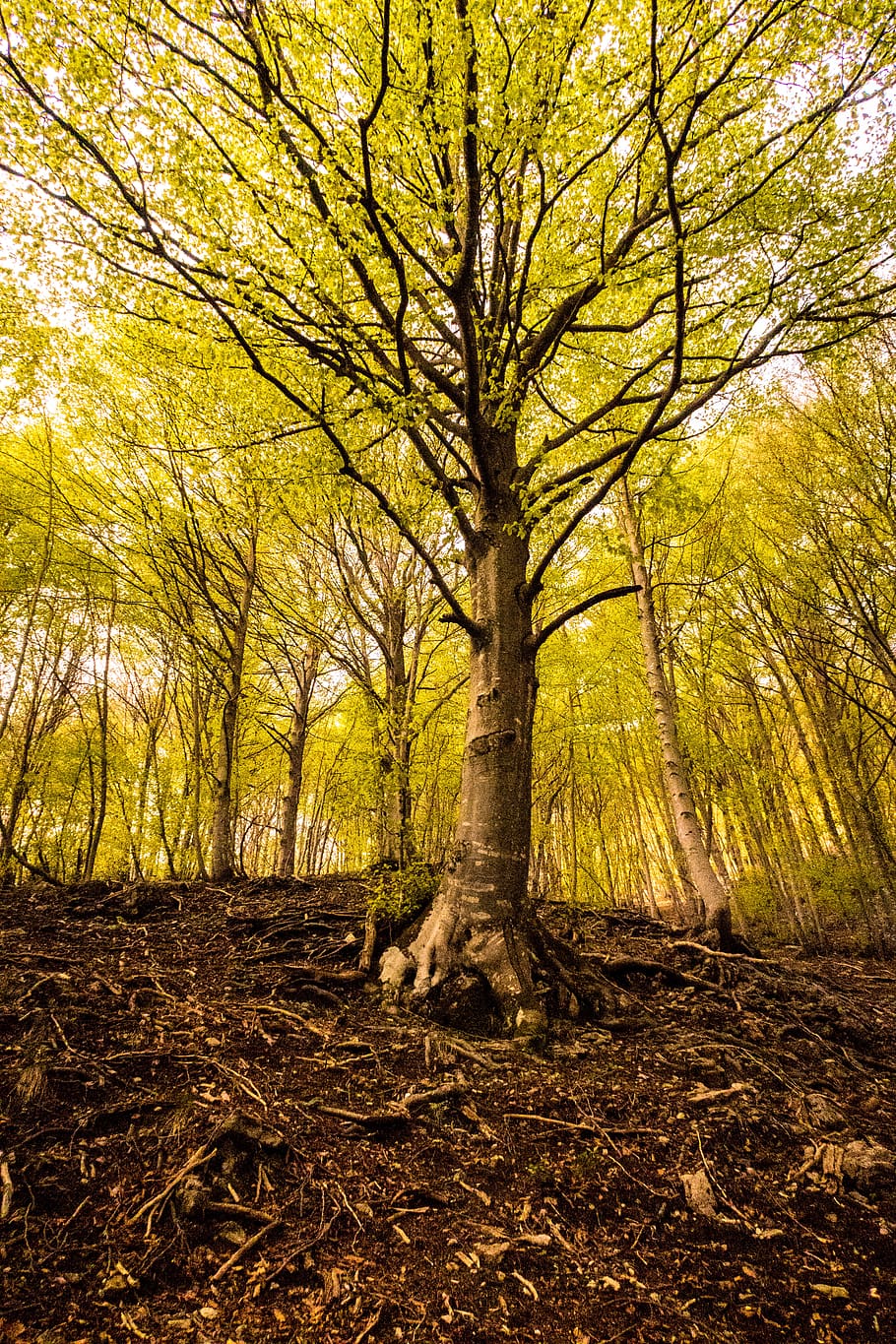 albero, alberi, foresta, legna, natura, carta da parati della foresta, sfondo, carta da parati della natura, rami, foresta fatata, pianta, terra, bosco, crescita, tronco d'albero, tronco, la tranquillità, nessuno, autunno, bellezza nella natura, giorno, scena non urbana, scena tranquilla, all'aperto, scenics - natura, mammifero, paesaggio, modificare, 5K