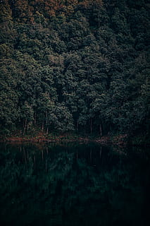 reflejos del lago, árbol, agua, lago, reflexión, tranquilidad, planta, belleza en la naturaleza, bosque, frente al mar, paisajes - naturaleza, escena tranquila, naturaleza, nadie, escena no urbana, tierra, crecimiento, día, idílico, al aire libre, lago de reflexión, 5K, CC0, dominio público, libre de derechos