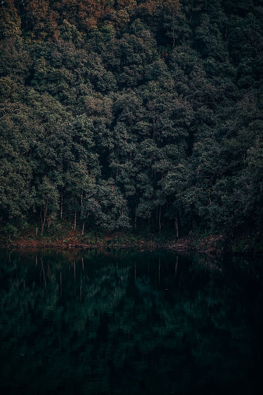 reflejos del lago, árbol, agua, lago, reflexión, tranquilidad, planta, belleza en la naturaleza, bosque, frente al mar, paisajes - naturaleza, escena tranquila, naturaleza, nadie, escena no urbana, tierra, crecimiento, día, idílico, al aire libre, lago de reflexión, 5K