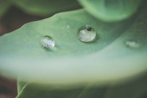 fotografierea macro, picături de apă, verde, frunze, estompa, curat, a închide, rouă, picături, concentra, grădină, creştere, lichid, macro, puritate, ploaie, picaturi de ploaie, apă, picaturi de apa, umed, Culoarea verde, parte a plantelor, plantă, selectiv, cădere brusca, nici o persoana, prospeţime, natură, zi, fragilitate, vulnerabilitate, extreme close-up, frumusețe în natură, mancare si bautura, în aer liber, 4K, CC0, domeniu public, fără drepturi de autor