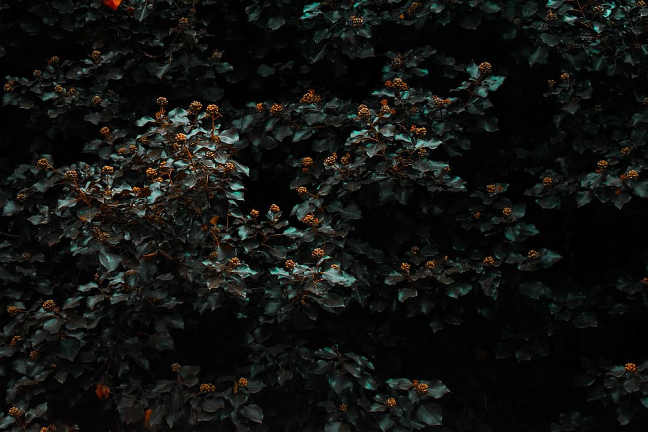 grøn bladplante, plante, vækst, skønhed i naturen, ingen mennesker, natur, blomst, blomstrende plante, friskhed, dag, sårbarhed, fuld ramme, skrøbelighed, ro, udendørs, baggrunde, tæt på, jord, overflod, afdeling, træ, 4K