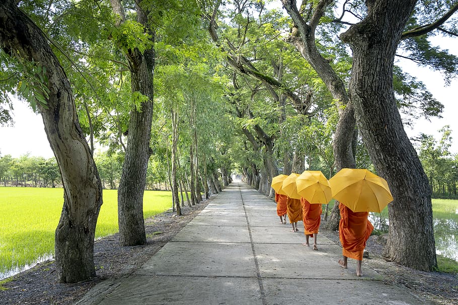 monjos, celebració, paraigua, caminar, camí, la llum del dia, sendera, moviment, parc, escènic, arbres, planta, arbre, persones reals, groc, creixement, tronc de l'arbre, tronc, naturalesa, el camí a seguir, vista del darrere, direcció, dia, color verd, longitud completa, roba, dones, estils de vida, a l'aire lliure, 5K
