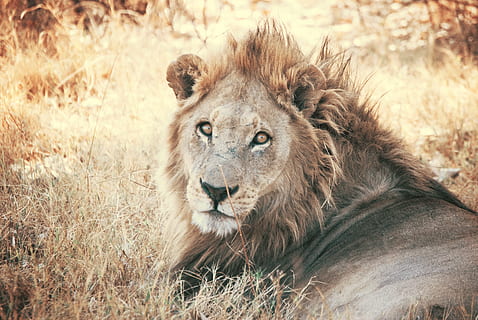 leul brun, animal, mamifer, leu, animale sălbatice, savană, iarbă, păr, coamă, masai leu, pisică, pisica mare, ochi, Safari, plantă, vegetație, tufiș, în aer liber, camp, pășune, natură, animale tematice, animale în sălbăticie, felin, leu - felina, un animal, teren, relaxare, animale vertebrate, zi, portret, Carnivora, nici o persoana, cap de animal, pisică fără domesticire, 4K, CC0, domeniu public, fără drepturi de autor