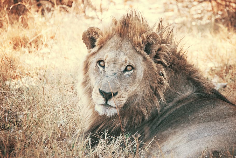 lleó marró, animal, mamífer, lleó, vida salvatge, sabana, herba, cabell, crinera, masai lion, gat, gat gran, ull, safari, planta, vegetació, arbust, a l'aire lliure, camp, pastures, naturalesa, fauna animal, temes d'animals, animals a la natura, felí, lleó - felí, un animal, terra, relaxació, vertebrats, dia, retrat, carnivora, cap gent, cap d’animals, gat no domesticat, 4K