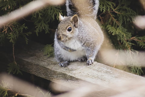 grigio, Marrone, scoiattolo, animale, mammifero, roditore, Cobourg, Canada, legna, gatto, animale domestico, avvicinamento, piccolo animale, la neve, cibo, mangiare, pianta, abete, albero, abies, felce, temi animali, fauna selvatica, un animale, animali allo stato selvatico, vertebrato, nessuno, messa a fuoco selettiva, legno - materiale, giorno, natura, all'aperto, ramo, guardando la fotocamera, baffo, erbivoro, 5K, CC0, dominio pubblico, privo di copyright
