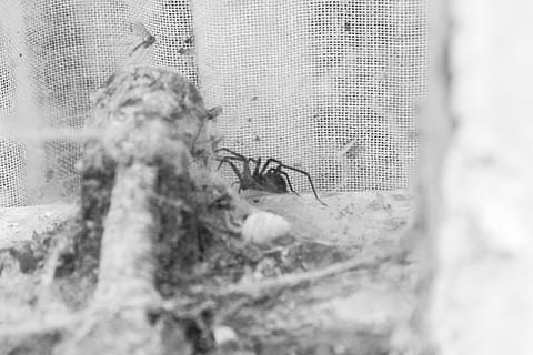 aranya, web, macro, finestra, negre, blanc, enfocament selectiu, cap gent, invertebrat, primer pla, insecte, temes d'animals, animal, animals a la natura, naturalesa, dia, fauna animal, un animal, a l'aire lliure, textura, artròpode, part de la planta, funció de construcció de parets, menjar, metall, 4K, CC0, domini públic, lliure de regalies