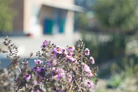 植物, フラワーズ, 開花植物, 花, 工場, 鮮度, 脆弱性, 成長, もろい, 自然の美しさ, 日, 自然, 前景に焦点を当てる, 閉じる, 無人, ピンク色, セレクティブフォーカス, 紫の, 建造物, 屋外, 水, 建築, フラワーヘッド, 1080P, CC0, パブリックドメイン, ロイヤリティフリー