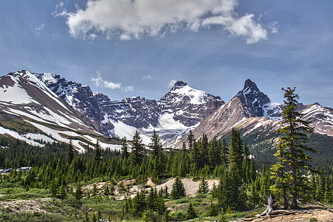 Pinos, fotografía de paisaje de montaña, alberta, alpino, banff, asombroso, luz, ambiente, bosque, geología, tierra, paisaje, montaña, naturaleza, pintoresco, rocoso, montaña rocosa, escénico, temporada, cielo, nieve, soleado, tranquilo, arboles, desierto, paisajes - naturaleza, árbol, belleza en la naturaleza, nube - cielo, planta, escena tranquila, tranquilidad, escena no urbana, invierno, temperatura fría, cordillera, día, Montaña cubierta de nieve, nadie, formación, árbol conífero, 4K, CC0, dominio público, libre de derechos