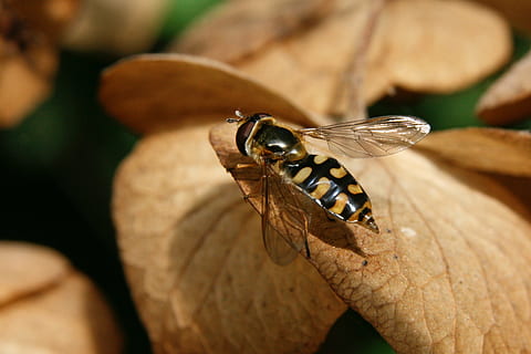 blomsterfluer, vinge, insekt, nærbilde, flying, dyreliv, ett dyr, dyr i naturen, virvelløse, menneskelig kroppsdel, menneskelig hånd, hånd, fokusere på forgrunnen, dyrfløyen, én person, natur, dag, kroppsdel, utendørs, selektiv fokusering, sommerfugl - insekt, giftig, 4K, CC0, offentlig domene, opphavsrett gratis