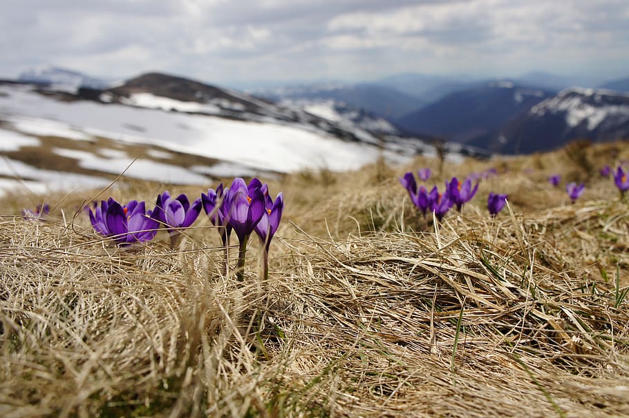 safrà, violeta, flor, florint, pètals, primavera, temporada, primer, la vida, terres altes, vista, alt, muntanyes, naturalesa, porpra, planta, flora, colorit, botànic, fresc, primerenc, flors silvestres, planta amb flors, bellesa a la natura, terra, vulnerabilitat, fragilitat, creixement, muntanya, frescor, camp, dia, paisatge, escenics - natura, tranquil·litat, iris, enfocament selectiu, cel, cap gent, a l'aire lliure, cap de flor, 4K