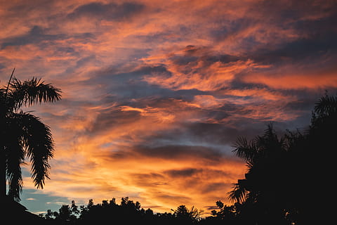 silueta, palmeras, retroiluminado, nubes, cielo nublado, amanecer, noche, fondo de pantalla hd, idílico, naturaleza, naranja, escénico, recortado, cielo, verano, puesta de sol, arboles, árbol, nube - cielo, belleza en la naturaleza, color naranja, planta, tranquilidad, paisajes - naturaleza, escena tranquila, palmera, vista de ángulo bajo, nadie, clima tropical, crecimiento, al aire libre, cielo dramático, cielo romantico, palmera de coco, hoja de palma, 5K, CC0, dominio público, libre de derechos