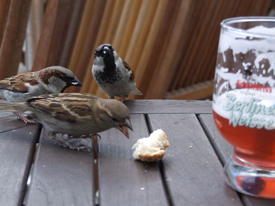 cervesa, Berlín, pardals, taula, menjar, estiu, ocells, descarat, menjar i beguda, material de fusta, ocell, grup d’animals, animal, temes d'animals, primer pla, cap gent, fauna animal, beure, dia, vertebrats, centrar-se en primer pla, animals a la natura, a l'interior, frescor, refresc, berenar, 2K