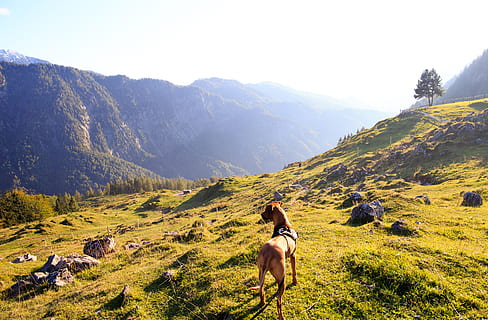 adulto, abbronzatura, grande, danese, in piedi, superiore, montagna, bianca, cielo, nuvole, nuvoloso, luce del giorno, giorno, cane, ambiente, erba, grande danese, collina, giustifica il tuo amore, paesaggio, montagne, natura, rocce, scenario, panoramico, alberi, boschi, bellezza nella natura, scenics - natura, animali domestici, mammifero, domestico, temi animali, persone reali, animale, scena tranquilla, pianta, vertebrato, la tranquillità, un animale, scena non urbana, catena montuosa, all'aperto, 5K, CC0, dominio pubblico, privo di copyright