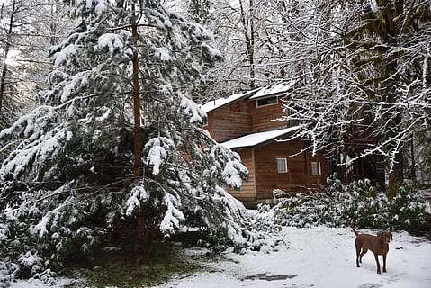 Bäume, Kabine, Stimmung, Schnee, Hund, Labmaraner, Labrador, Schokolade, Wald, Winter, Berg, kalte Temperatur, Baum, die Architektur, gebaute Struktur, Gebäudehülle, Pflanze, Natur, Säugetier, keine Leute, Abdeckung, Land, Tier, Tierthemen, Wirbeltier, Tag, Gebäude, Haus, draußen, schneit, pflanzenfressend, 5K, CC0, gemeinfrei, lizenzfrei