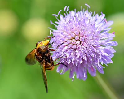 hoverfly, píce, pyl, hmyz, květ, nachový, diptera, létat, makro, vosa, včela, kvetoucí rostlina, bezobratlý, zvíře, zvířat, krása v přírodě, okvětní lístek, jednoho zvířete, křehkost, zvířata ve volné přírodě, zranitelnost, rostlina, svěžest, detail, květu hlavy, růst, květenství, opylování, nikdo, čmelák, 4K, CC0, veřejná doména, bez autorských práv
