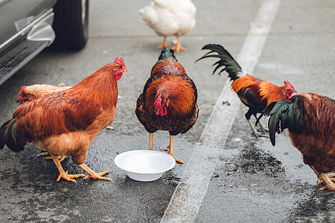 cinci pui asortate, pasăre, pui de pasăre, șeptel, animale tematice, pui, animale domestice, grup de animale, intern, animal, animale de companie, animale vertebrate, mamifer, zi, animal de sex masculin, cocoş, nici o persoana, găină, stradă, oraș, în aer liber, 5K, CC0, domeniu public, fără drepturi de autor