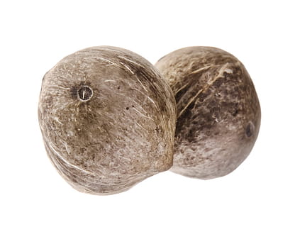 kokosnød, kokosnødder, coco, cocos, cocoz, hvid, frugt, baggrund, træ, tæt på, isolerede, vegetarisk, behåret, naturlig, sjovt, lækker, tropisk, kost, Brun, blad, subtropisk, objekt, velsmagende, sund og rask, vitamin, plante, trope, mad, nød, hvid baggrund, indendørs, studio skud, skåret ud, stilleben, velvære, sund kost, mad og drikke, to objekter, ingen mennesker, enkelt objekt, friskhed, rå fødevarer, grøntsag, høj vinkel visning, organisk, 720P, CC0, offentligt domæne, royaltyfrie