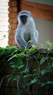 gris, mico, superfície, vida salvatge, mamífer, animal, ceràmica, jar, gerro, planta en test, planta, jardinera, herbes, babuí, lemur, heura, coll, vinya, mascota, prestatge, olla, temes d'animals, fauna animal, un animal, animals a la natura, primat, assegut, vertebrats, part de la planta, full, arbre, naturalesa, mirant cap a fora, dia, cap gent, centrar-se en primer pla, mirant, a l'aire lliure, zoo, 5K, CC0, domini públic, lliure de regalies