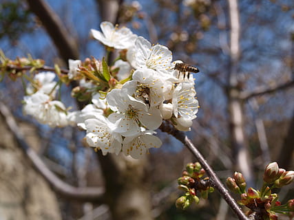 Bie, bier, blomster, vår, blomst, blomstre, blomstringen, treblomst, деревья в цвету, вишня в цвету, hvit, anlegg, blomstrende plante, skjørhet, sårbarhet, skjønnhet i naturen, tre, vekst, friskhet, gren, hvit farge, fokusere på forgrunnen, natur, nærbilde, dag, frukttrær, våren, kirsebærblomst, kvist, pollen, blomsterhodet, ingen folk, kirsebærtre, utendørs, Plomme blomst, 2K, CC0, offentlig domene, opphavsrett gratis