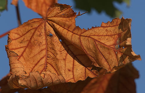 lønneblad, blad, tørke, lønnetre, bladfarging, sollys, belyst, bakgrunnsbelysning, sommer, humør, atmosfærisk, atmosfære, nærbilde, makro, plante del, høst, endring, bladvein, natur, fokusere på forgrunnen, dag, anlegg, skjønnhet i naturen, oransje farge, utendørs, ingen folk, naturlig mønster, skjørhet, brun, naturlig tilstand, blader, høstsamling, 4K, CC0, offentlig domene, opphavsrett gratis