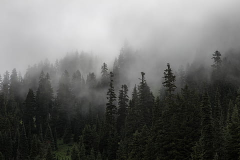 furu, tre, skog, planter, natur, tåke, kald, vær, anlegg, rolig scene, skjønnhet i naturen, ro, miljø, naturskjønnhet - natur, land, ingen folk, vekst, landskap, ikke-urbane scene, himmel, dag, fjell, utendørs, furutre, nåletre, eviggrønne treet, furuskog, 5K, CC0, offentlig domene, opphavsrett gratis