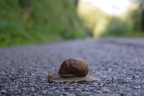 hlemýžď, plazit se, sliznatý, shell, plži, zpomalit, silnice, zvíře, zvířat, bezobratlý, jednoho zvířete, Příroda, selektivní zaměření, zvířata ve volné přírodě, den, nikdo, detail, ulice, asfalt, přeprava, město, měkkýš, venku, pěšina, plazení, povrchu, 5K, CC0, veřejná doména, bez autorských práv